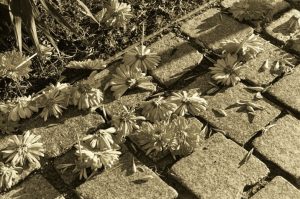 MJ Mearns - Sepia Daisies