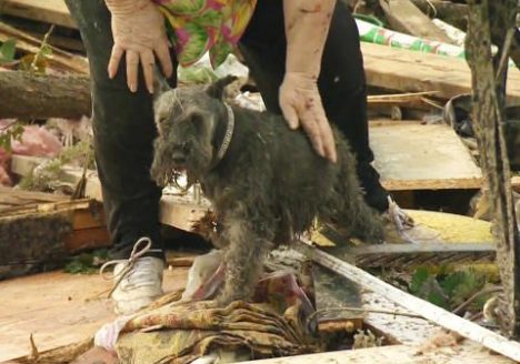 oklahoma-tornado-dog