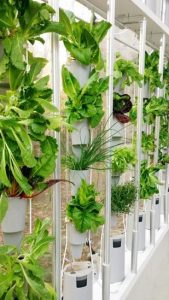 salad jungle web